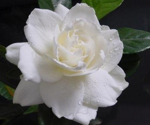 栀子花
