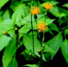 平卧菊三七
